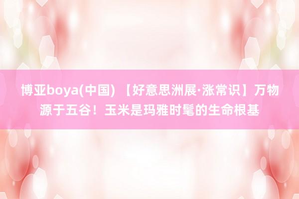 博亚boya(中国) 【好意思洲展·涨常识】万物源于五谷！玉米是玛雅时髦的生命根基